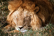 Picture 'KT1_06_15 Lion, Kenya, Masai Mara'